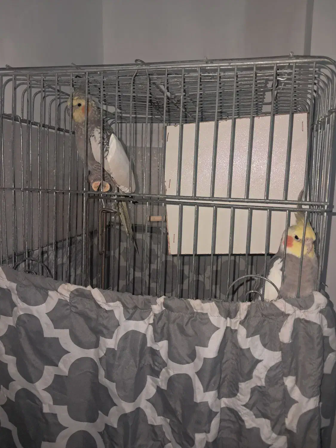 یک جفت عروس با سه جوجه|پرنده|شاهدشهر, |دیوار