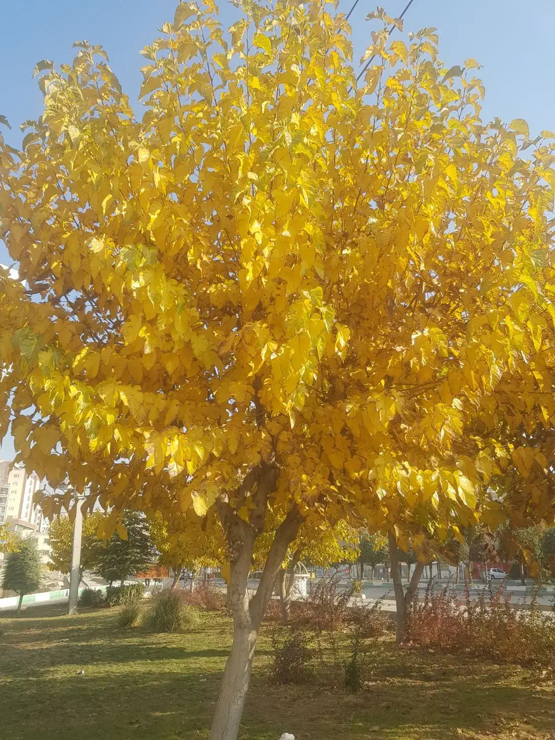 استخدام نیرو مسلط به سایت و امور اداری|استخدام بازاریابی و فروش|رودهن, |دیوار