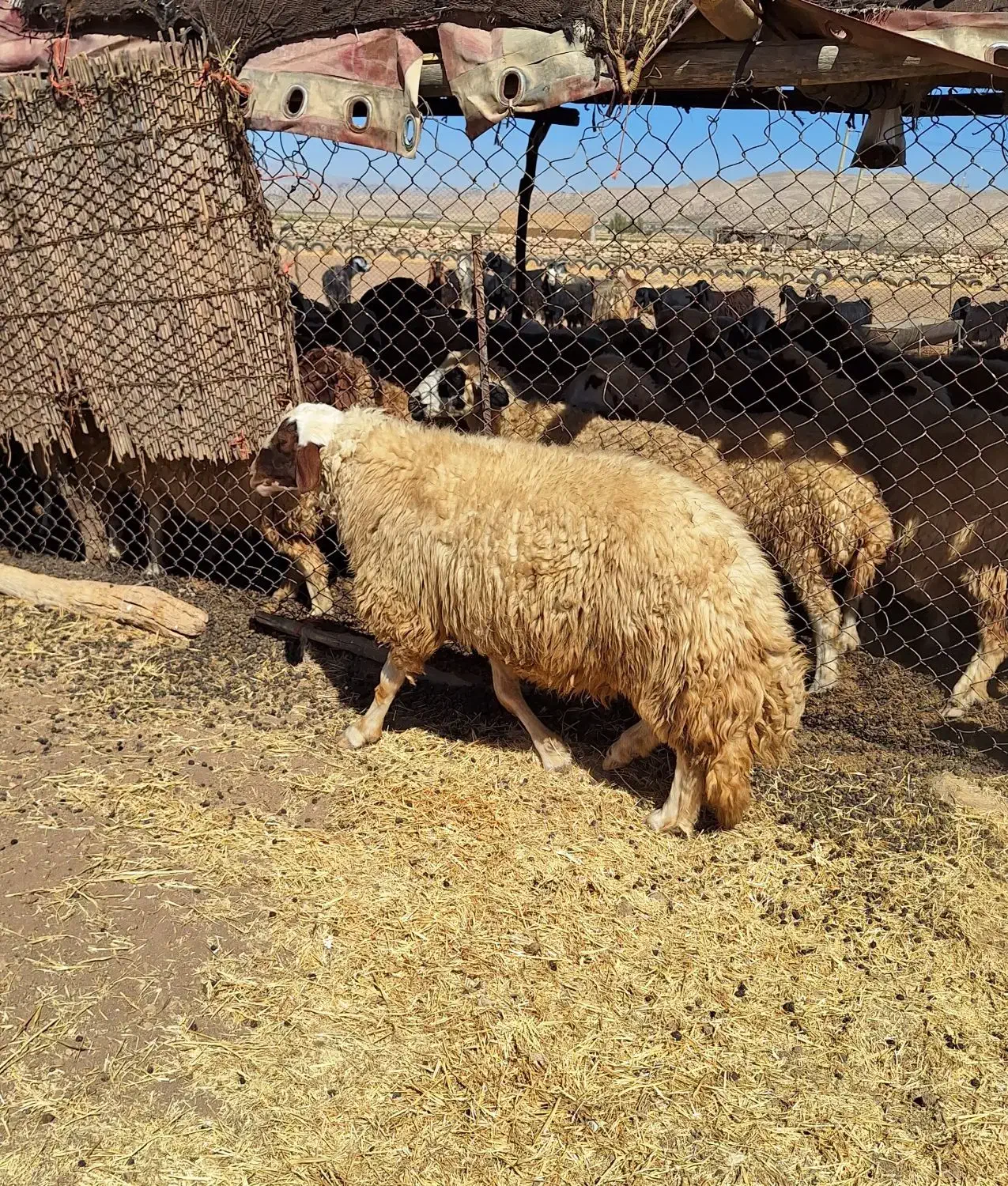 قوچ سنجابی|حیوانات مزرعه|اسلامآباد غرب, |دیوار