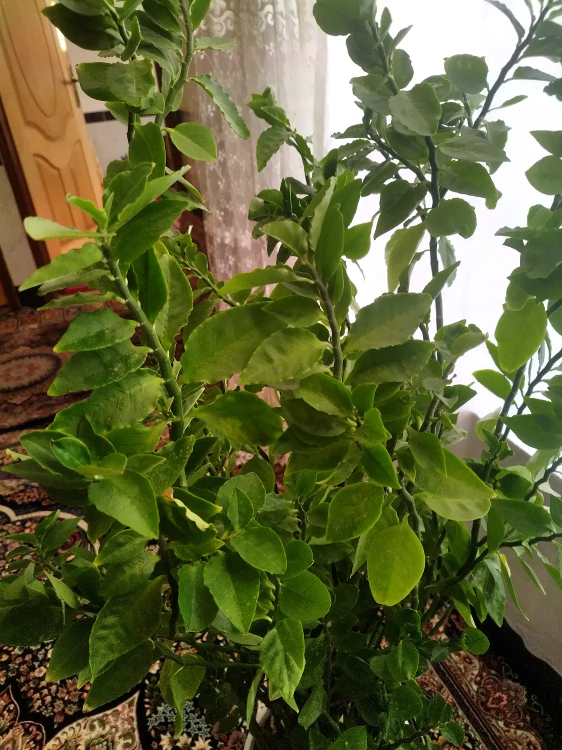 گل سبز|گل و گیاه طبیعی|پاوه, |دیوار