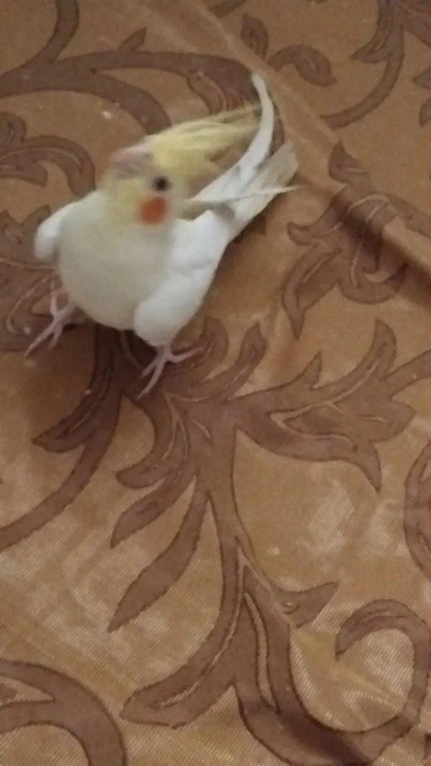 لوتینو|پرنده|رشت, سلیمانداراب|دیوار