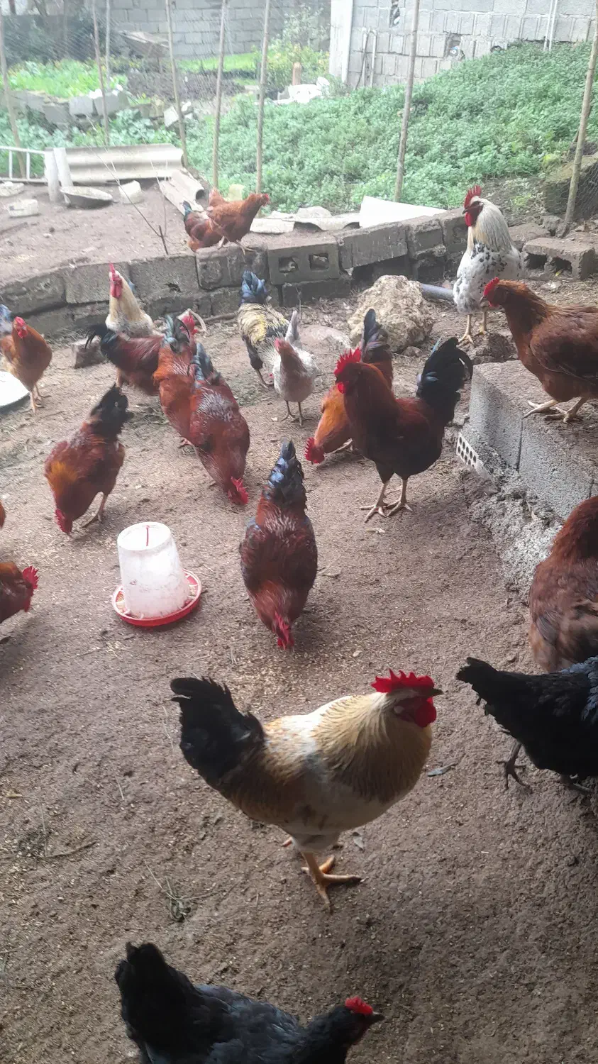 فروش ویژه خروس محلی|حیوانات مزرعه|رامسر, |دیوار