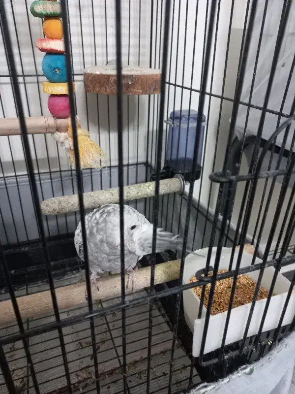 عروس هلندی ماده|پرنده|تهران, پرستار|دیوار