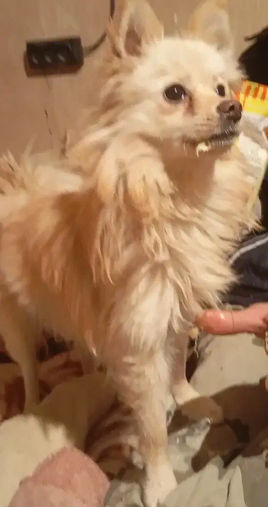 ۲عددسگ پامرین روباهی|سگ|هشتگرد, شهرک راه آهن|دیوار