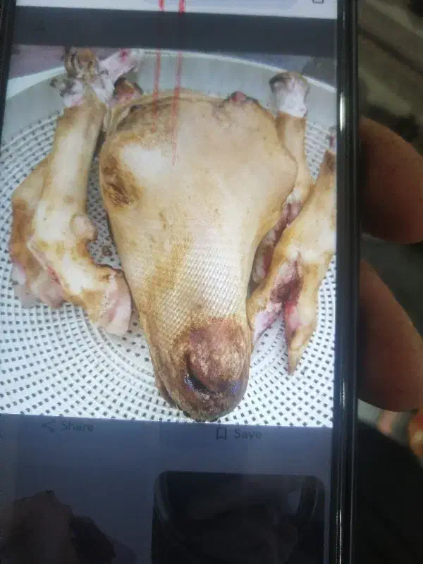 کله پاچه|خدمات پیشه و مهارت|بروجرد, |دیوار