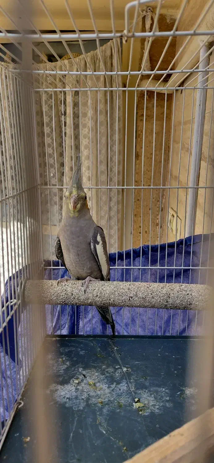 پرنده|پرنده|مشهد, جاهد شهر|دیوار