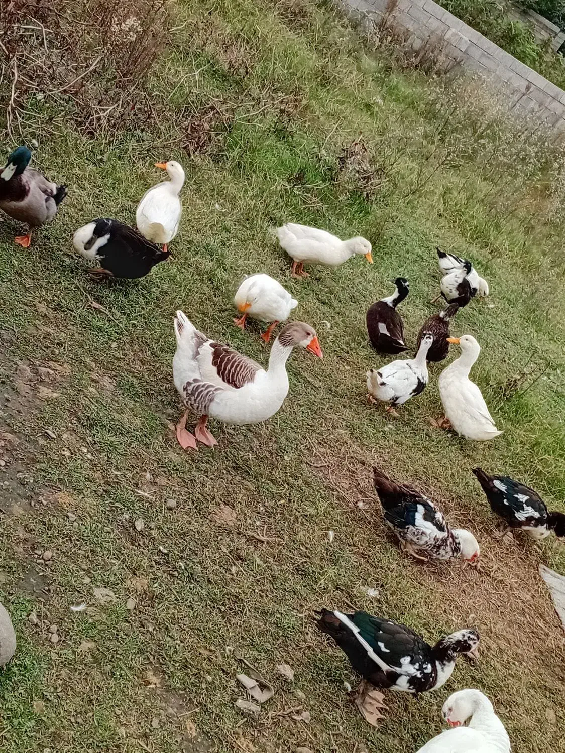 اردک غاز محلی بوقلمون|حیوانات مزرعه|اسالم, |دیوار