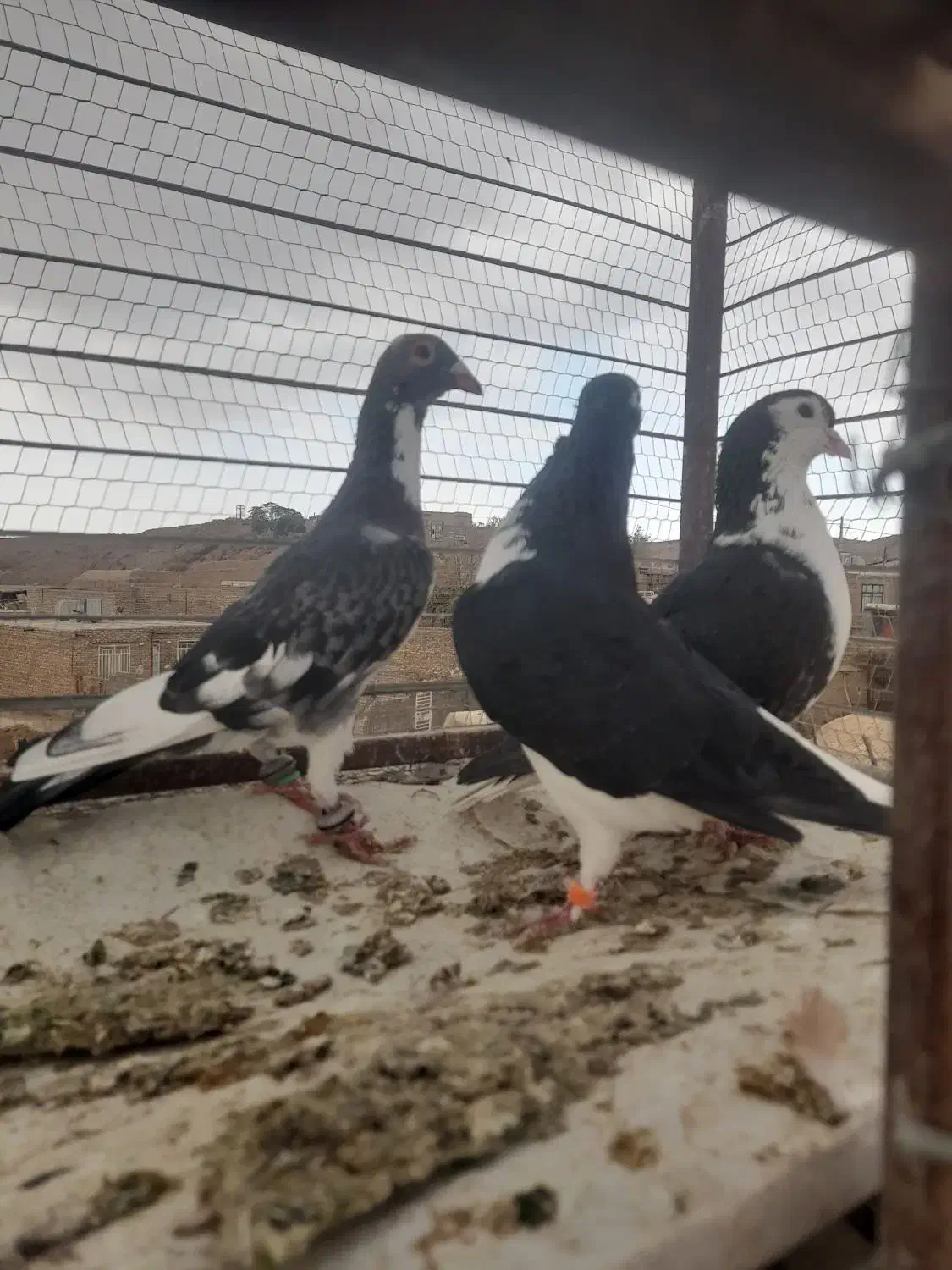 سه تا قلدور هوایی|پرنده|تربت جام, میان جام|دیوار