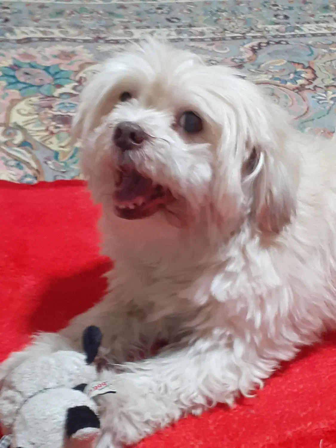 گمشده|سگ|تهران, هفت چنار|دیوار