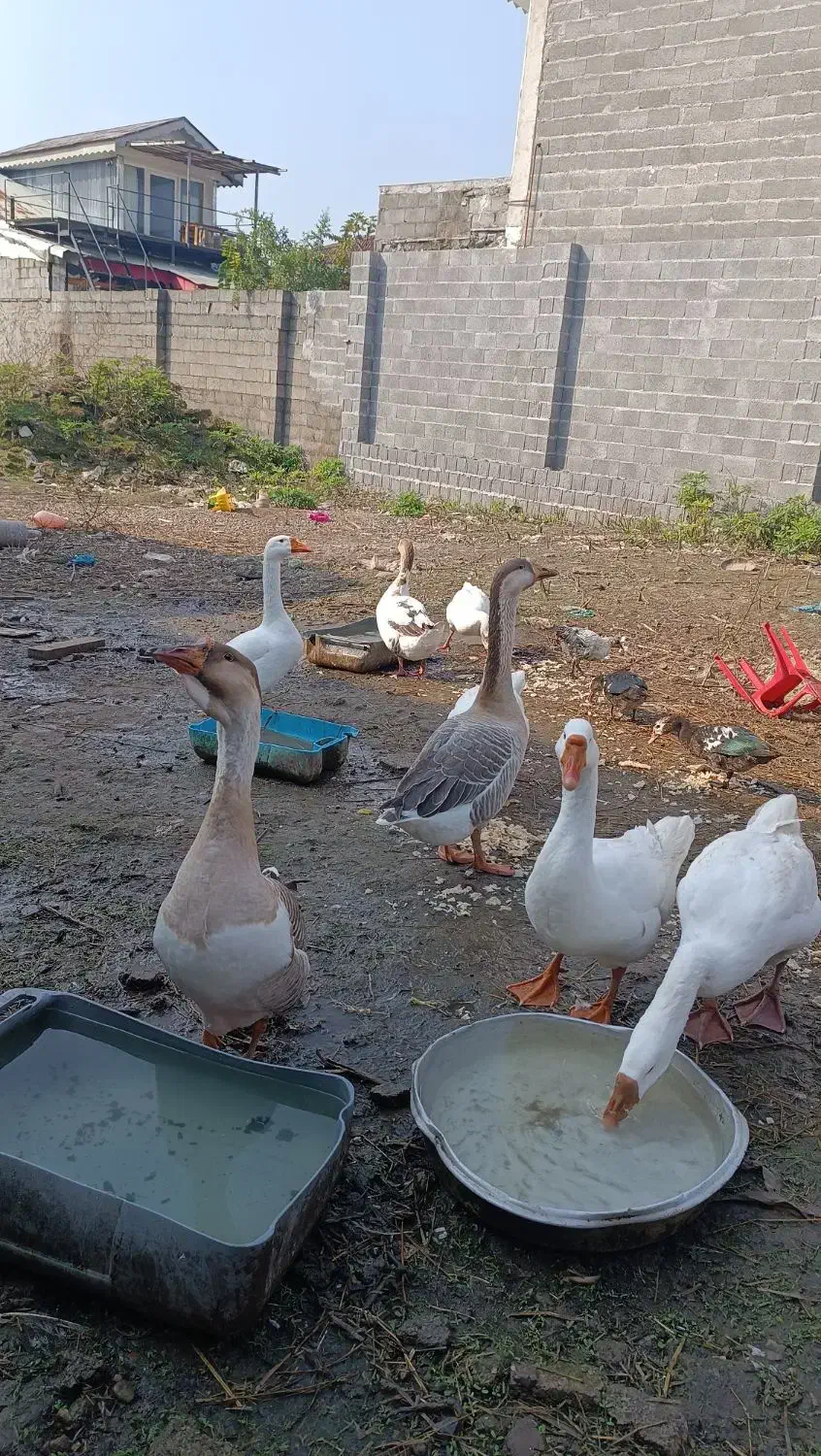 قو غاز نر لیندا|حیوانات مزرعه|خمام, |دیوار