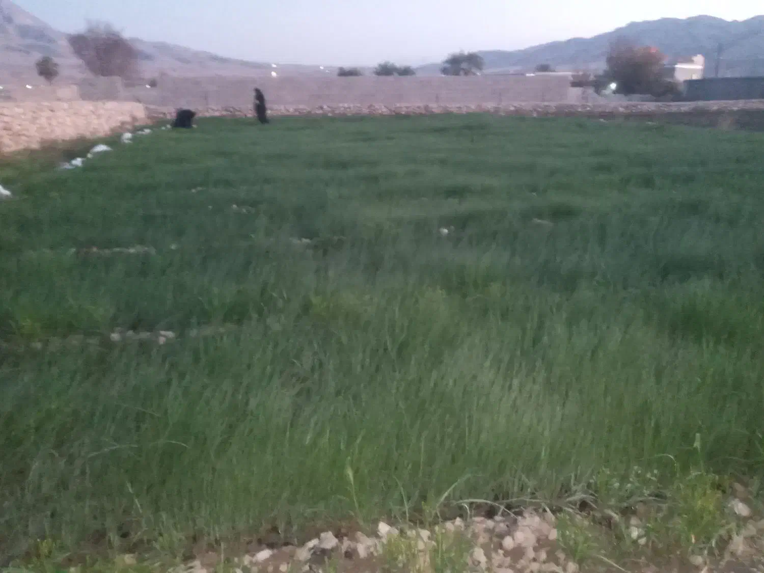 تیم پیاز|خدمات باغبانی و درختکاری|باغ ملک, |دیوار