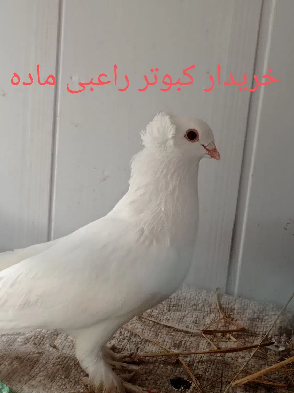 کبوتر|پرنده|رودسر, |دیوار