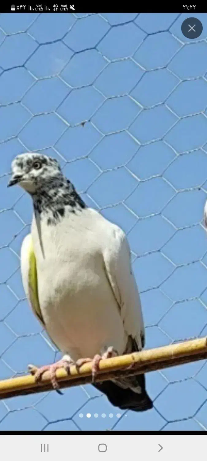 کبوتر کاشی|پرنده|اسلامآباد غرب, |دیوار