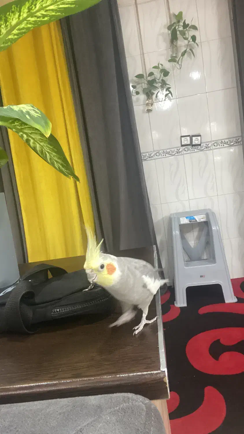 گم شده عروس هلندی|پرنده|تهران, مشیریه|دیوار