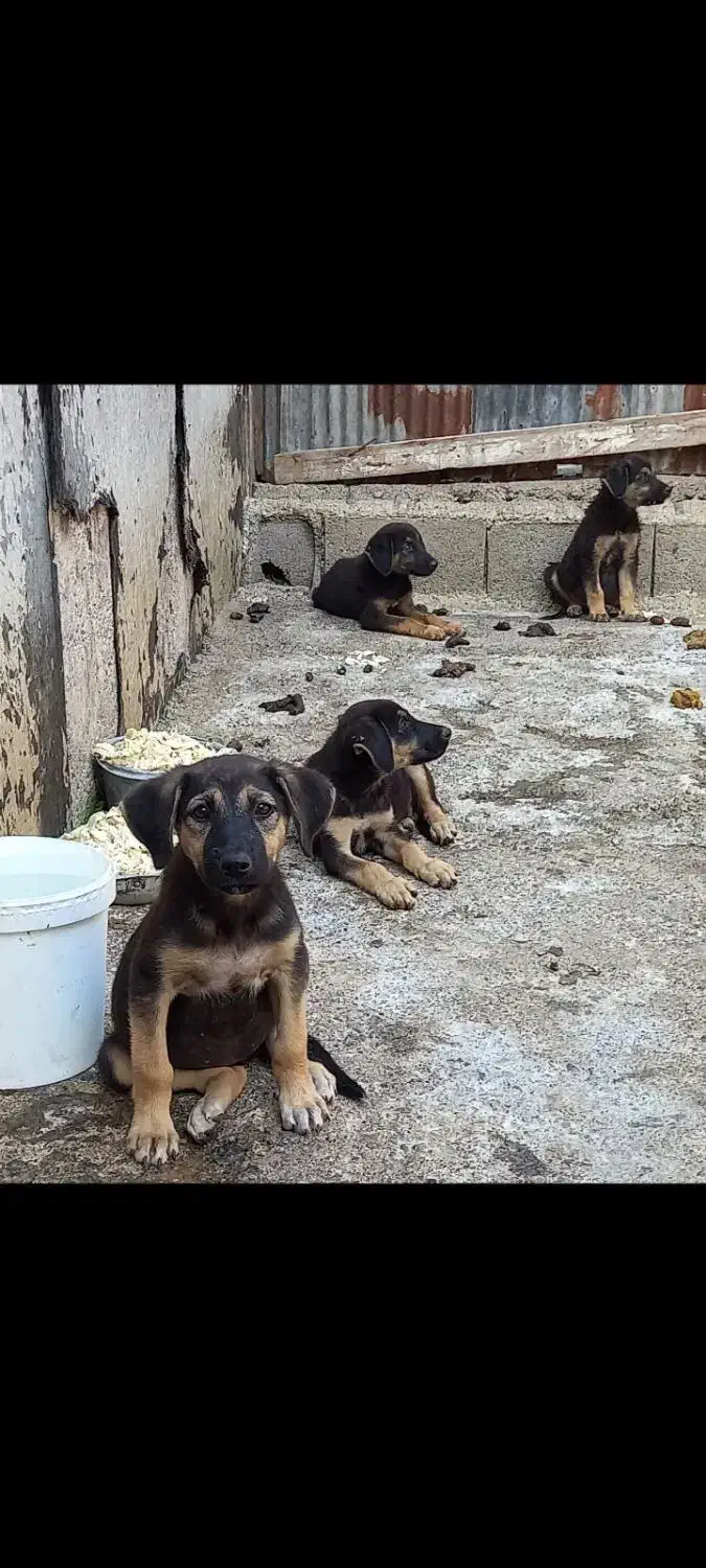 ژرمن کار یه توله نر مونده ۲میلیون زیرقیمت فوری|سگ|آمل, |دیوار