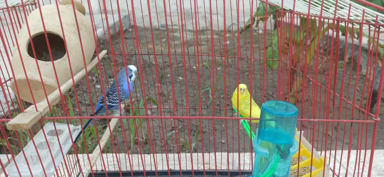 فروش یک جفت مرغ عشق آماده و سرحال|پرنده|میناب, |دیوار