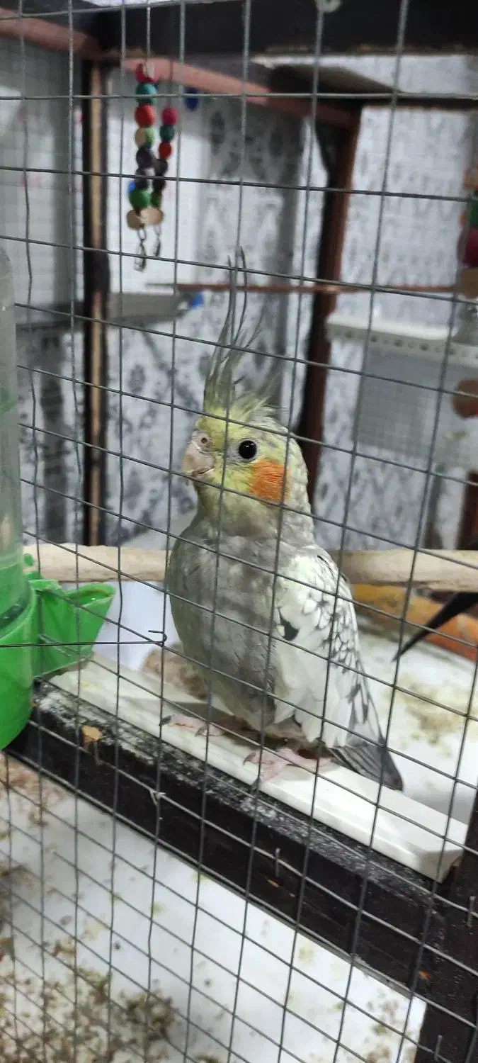 عروس هلندی|پرنده|دوگنبدان, |دیوار