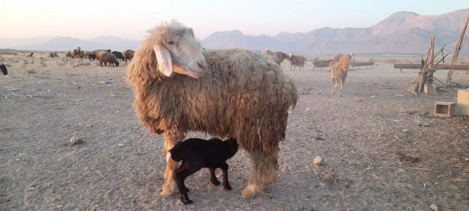 میش بره دار|حیوانات مزرعه|قیروکارزین, |دیوار