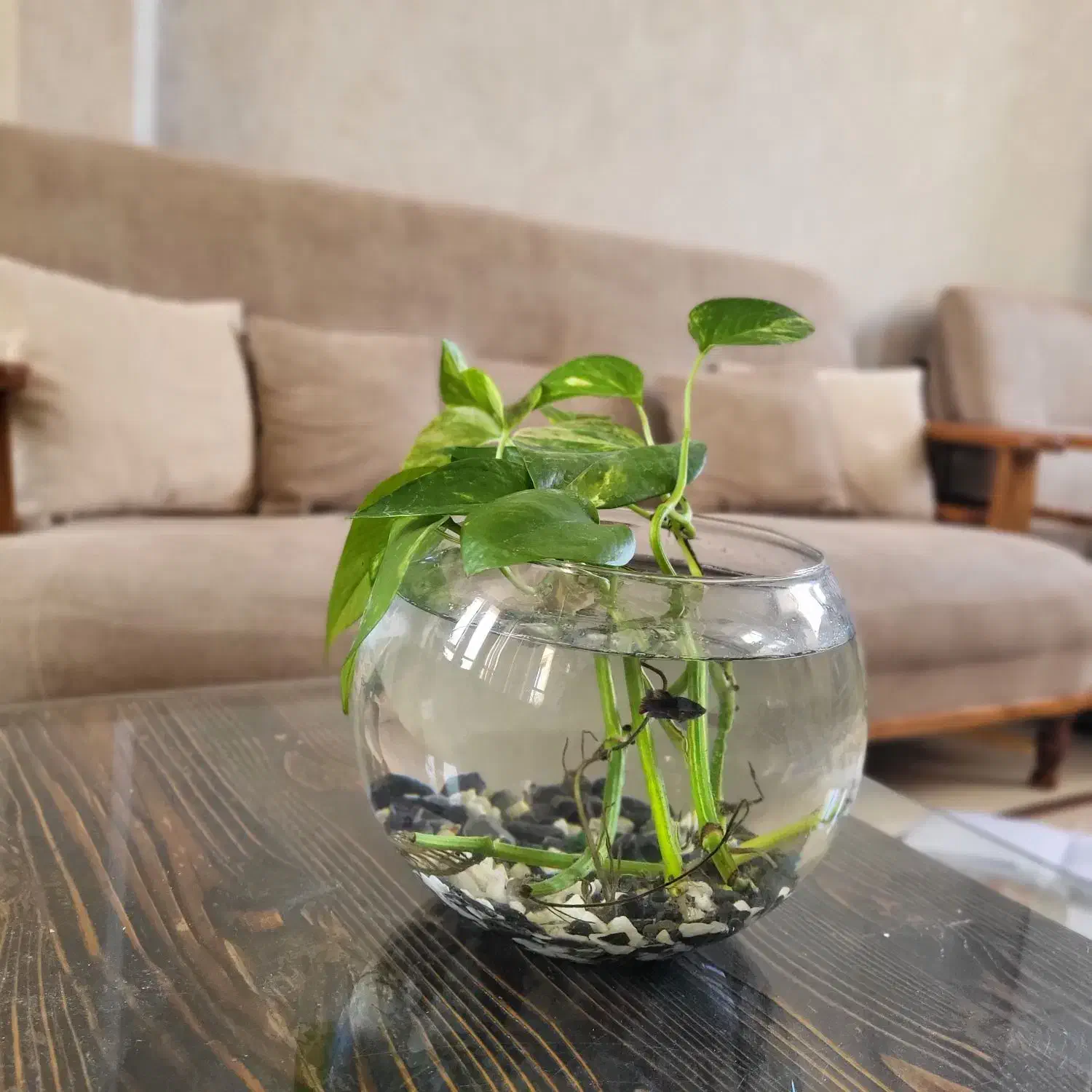 تنگ ماهی بتا(فایتر)|ماهی|مشهد, کوثر|دیوار