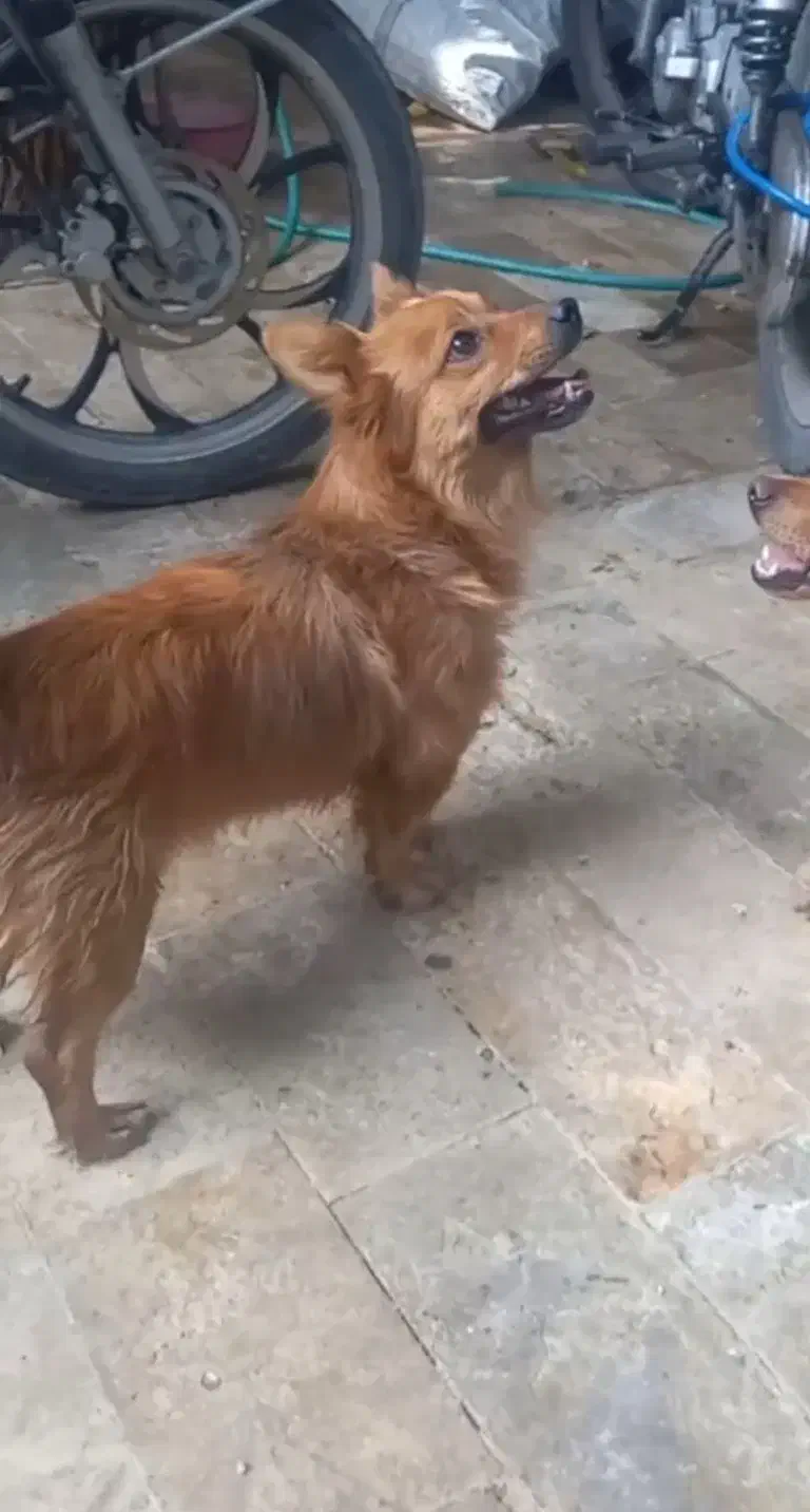 سگ پاکوتاه|سگ|خنجین, |دیوار