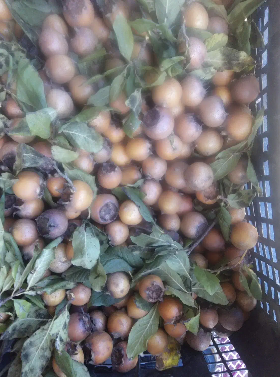 ازگیل جنگلی|خوردنی و آشامیدنی|واجارگاه, |دیوار