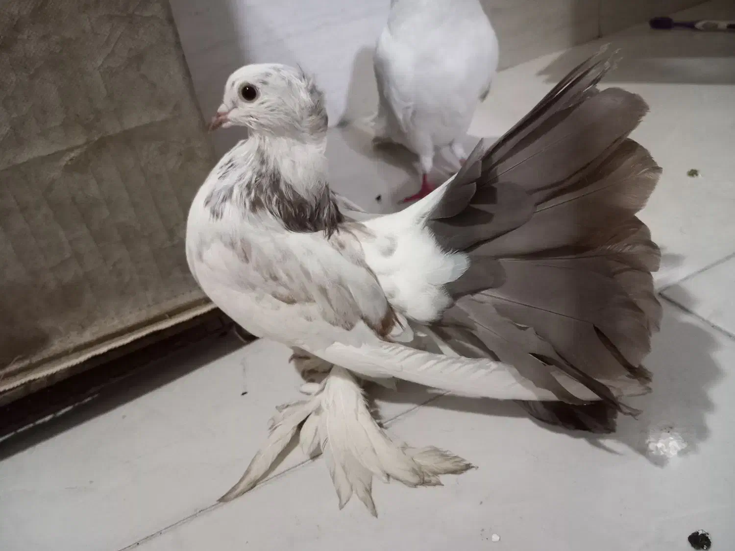 کفتر فروشی و معاوضه|پرنده|تهران, یافت آباد جنوبی|دیوار