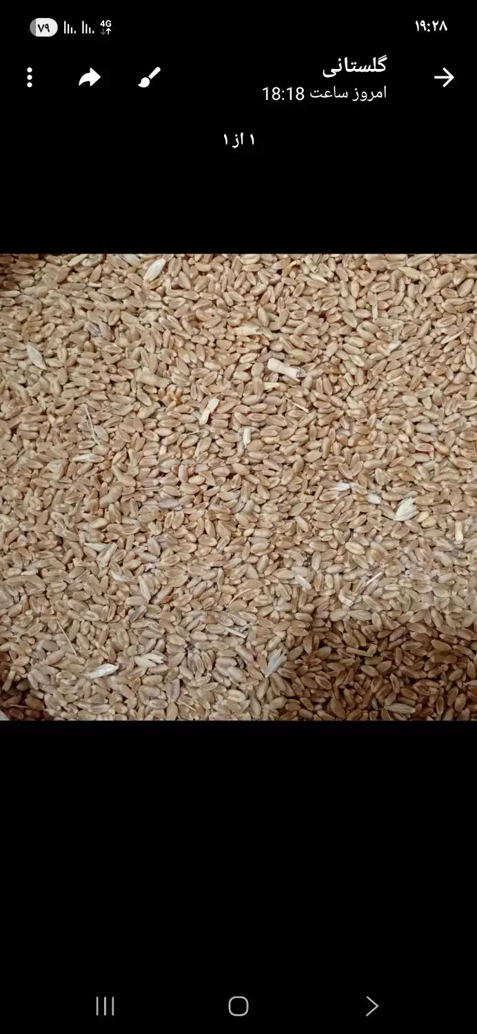 گندم|لوازم جانبی حیوانات|فیروزه, |دیوار