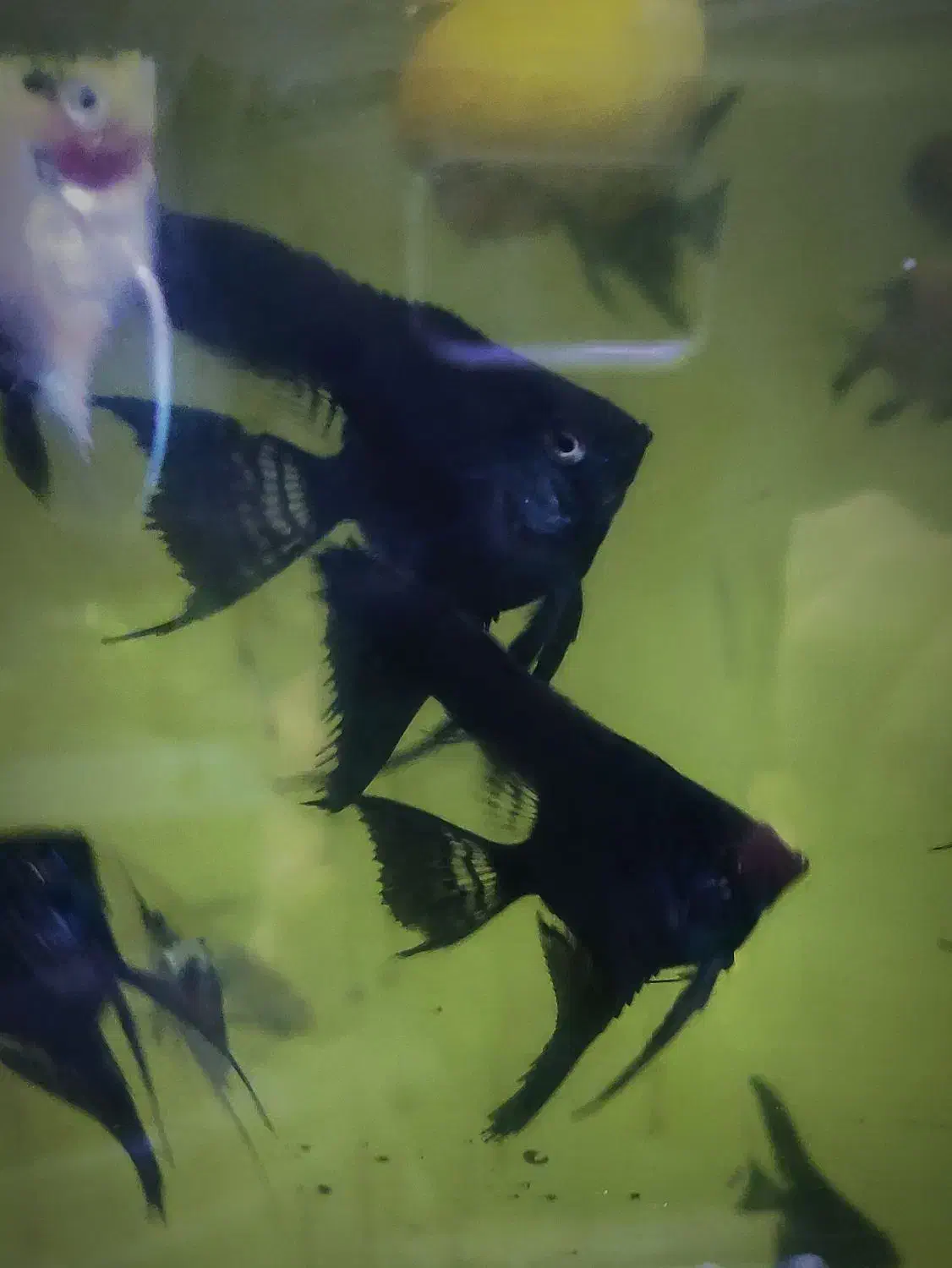 *آنجل باله بلند*|ماهی|تبریز, |دیوار