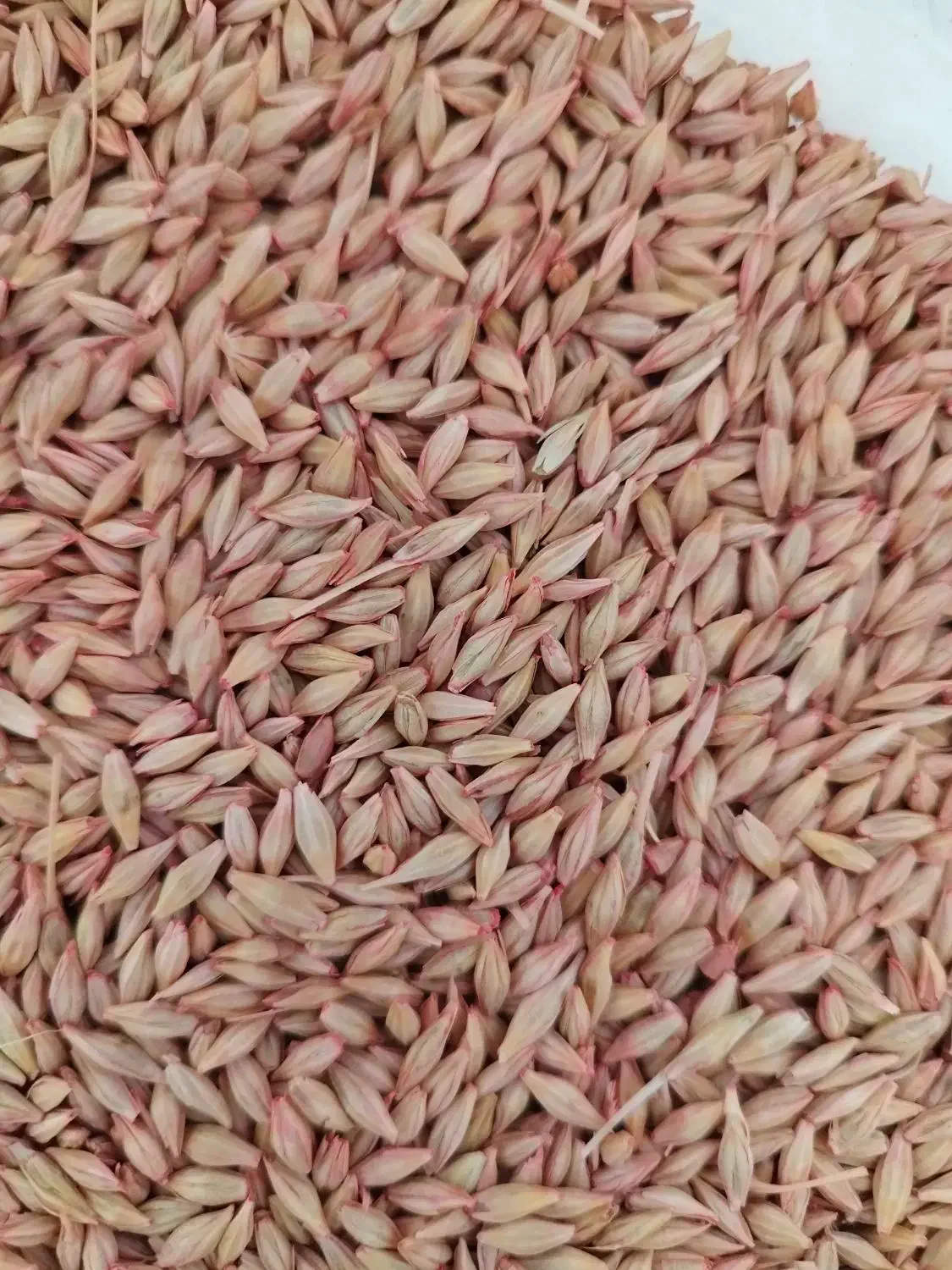 عرضه انواع بذرهای اصلاح شده گندم و جو آبی و دیم|عمدهفروشی|کبودرآهنگ, |دیوار