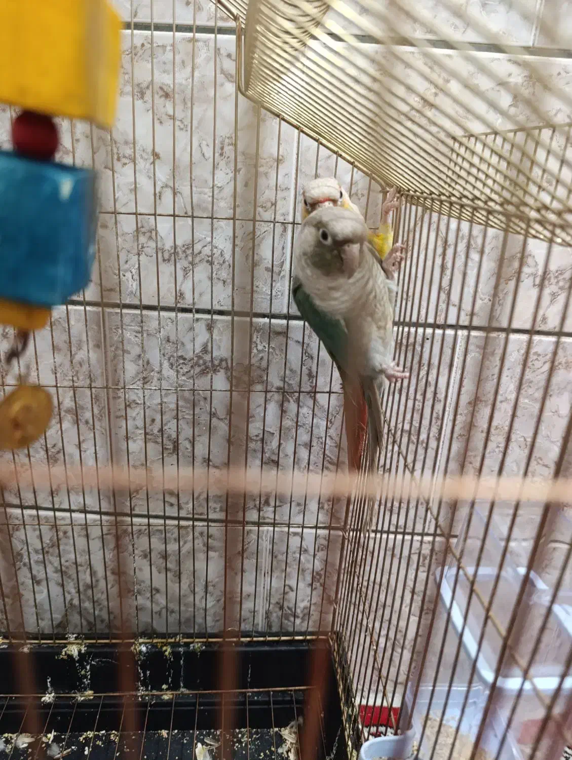 جفت گرینچیک ابی و اناناسی|پرنده|تربتحیدریه, بالا ولایت|دیوار