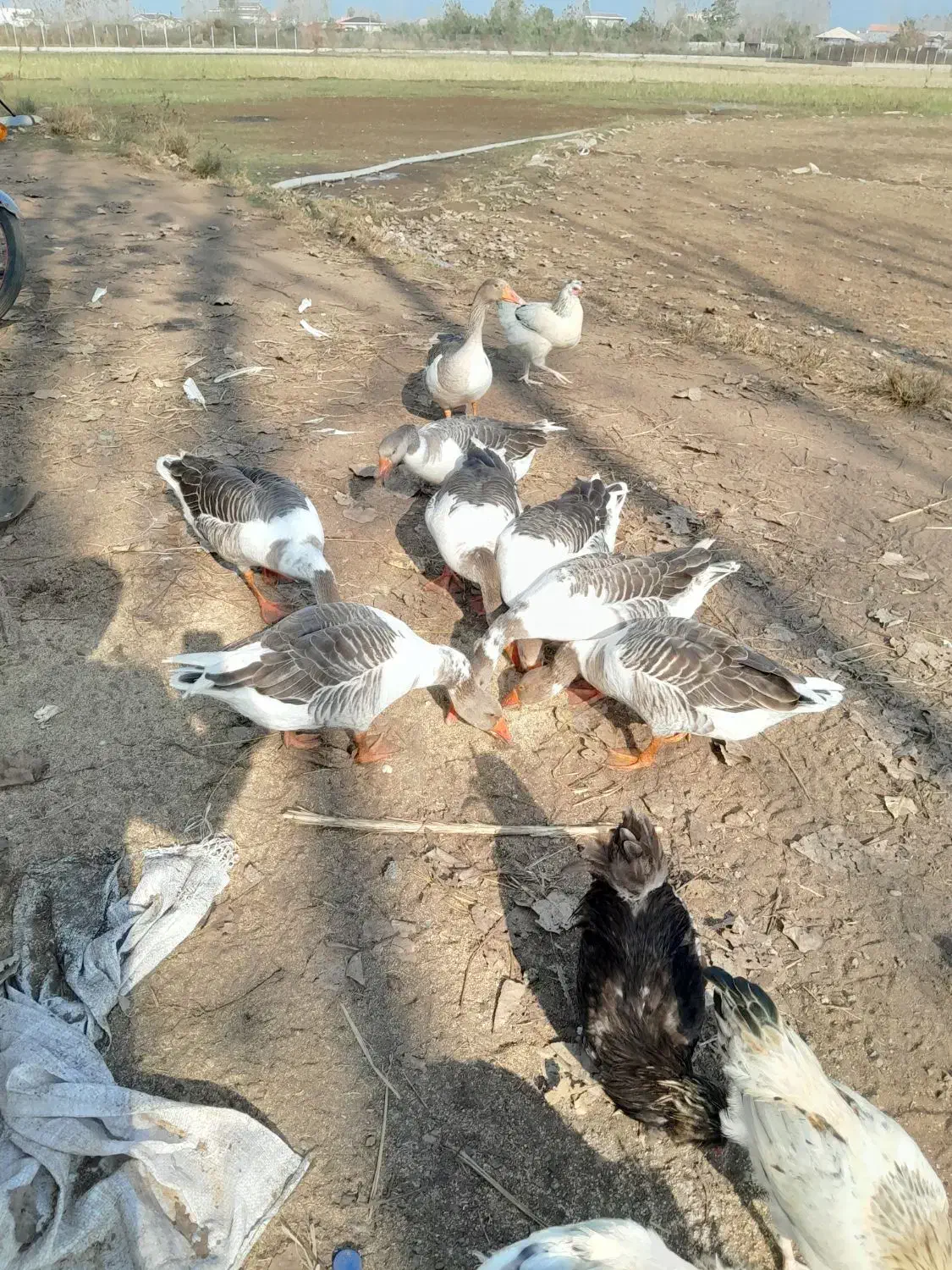 غازهای محلی پرگوشت جوان بی نظیر|حیوانات مزرعه|چاف و چمخاله, |دیوار