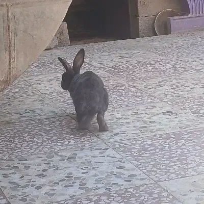 خرگوش|موش و خرگوش|گنبد کاووس, |دیوار