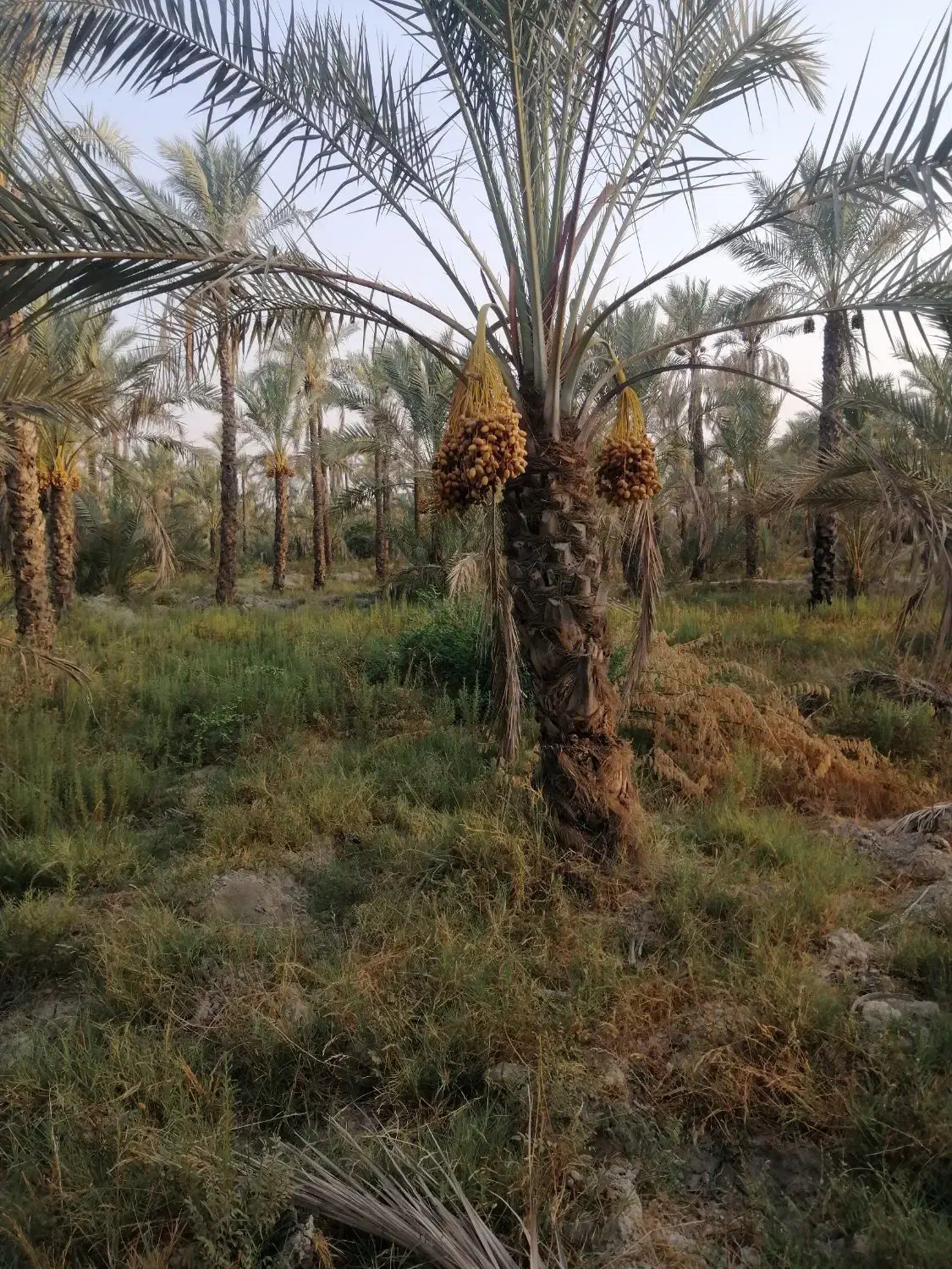 دالکی نخل|گل و گیاه طبیعی|برازجان, |دیوار