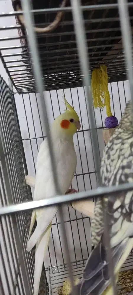 فروش عروس هلندی|پرنده|شوشتر, |دیوار