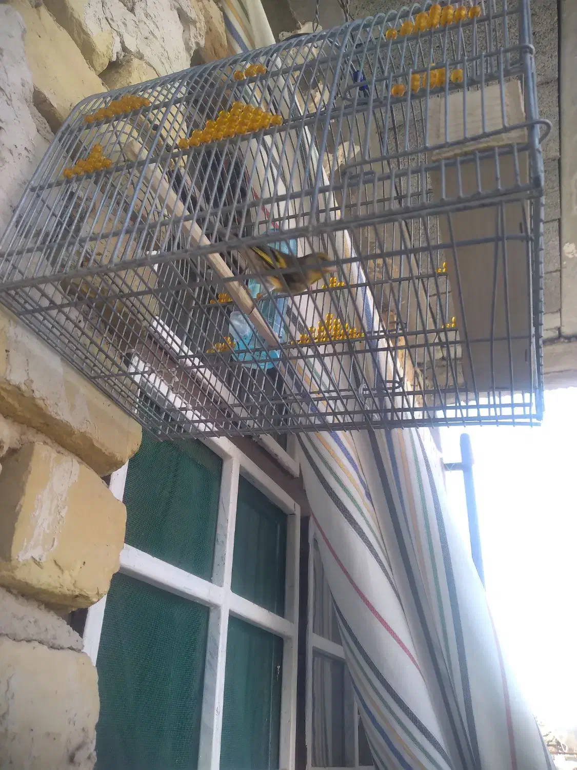 سهره قناری|پرنده|مرودشت, زنگی آباد|دیوار