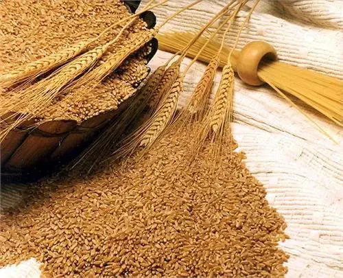 فروش گندم ۱۰ تن|حیوانات مزرعه|شیراز, خلدبرین|دیوار