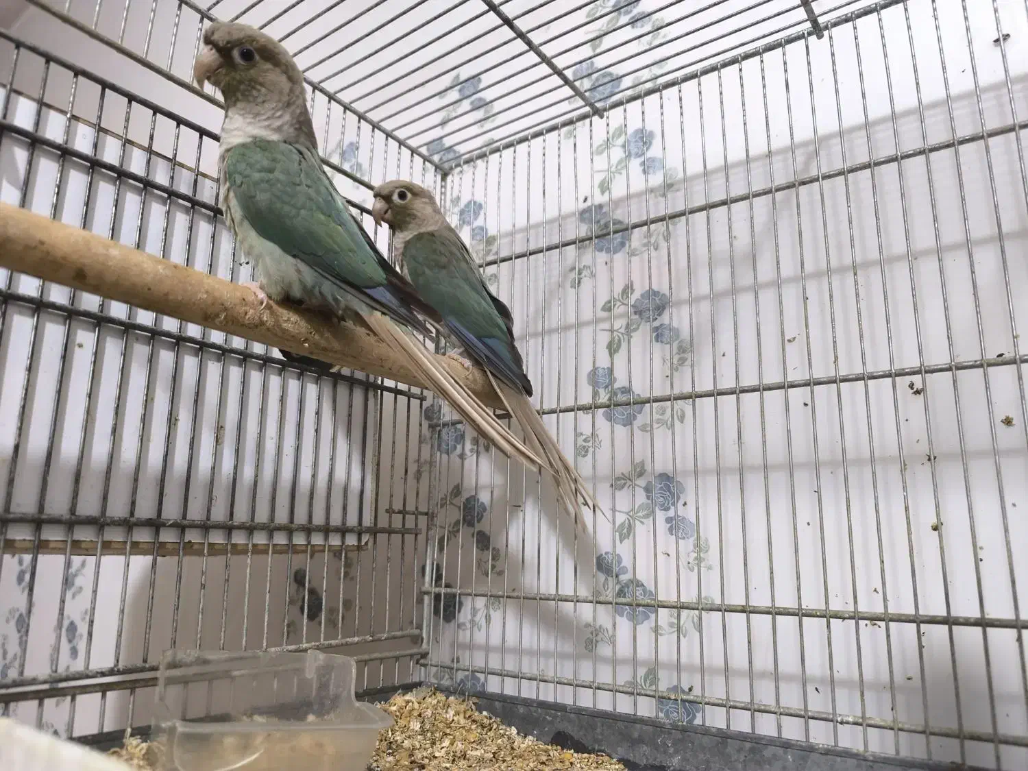 جفت گرینچیک پاین اپل|پرنده|اهواز, زندوکیلی|دیوار