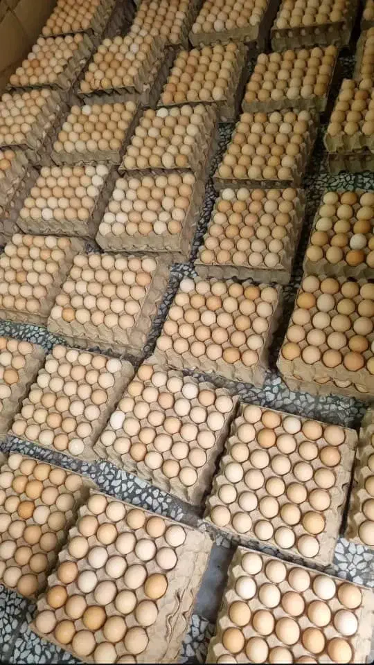 تخم مرغ بومی گلپایگانی .عمده،جزئی ،نیسان|خوردنی و آشامیدنی|پیر بکران, |دیوار