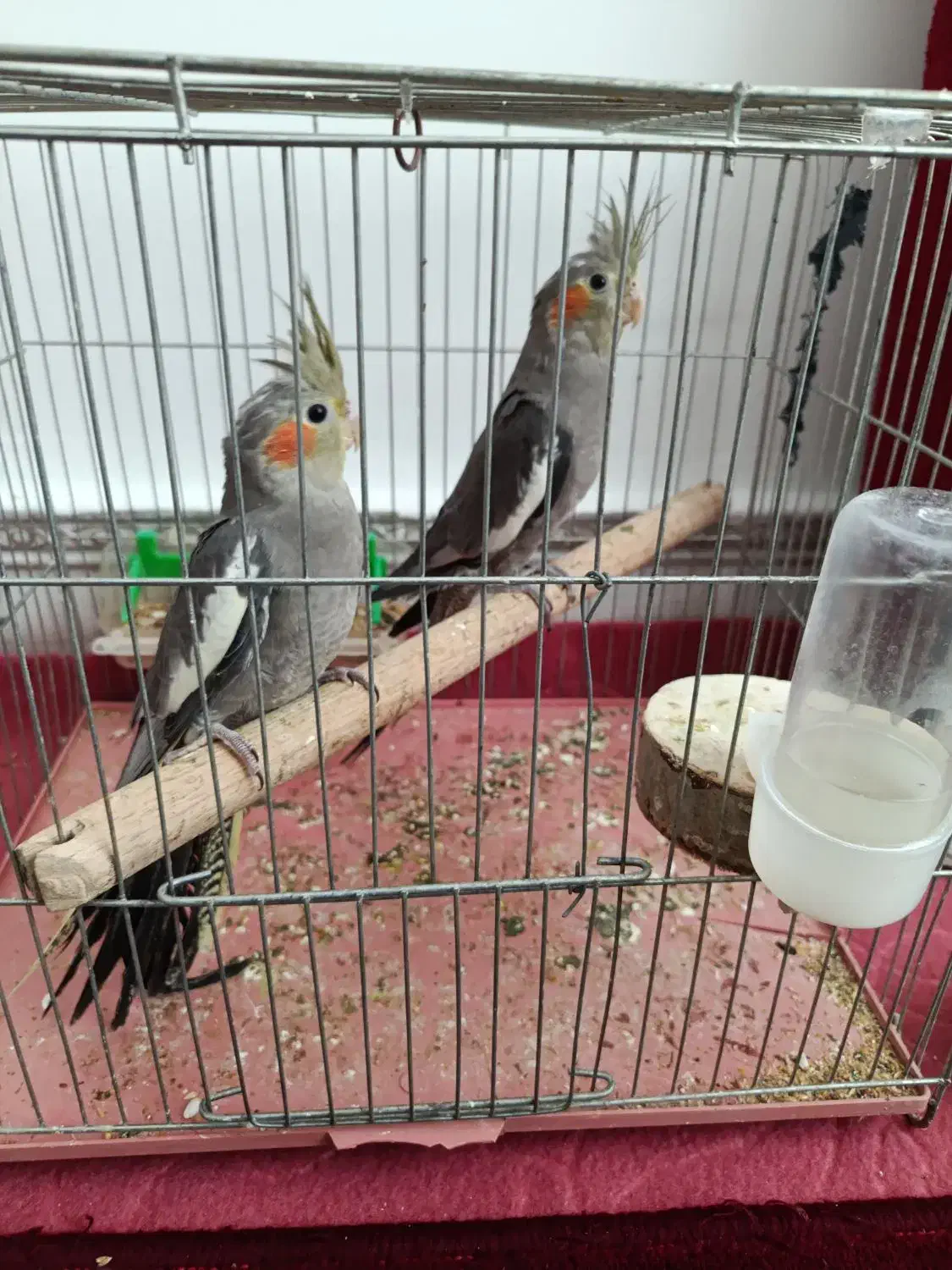 عروس هلندی|پرنده|الوند, |دیوار