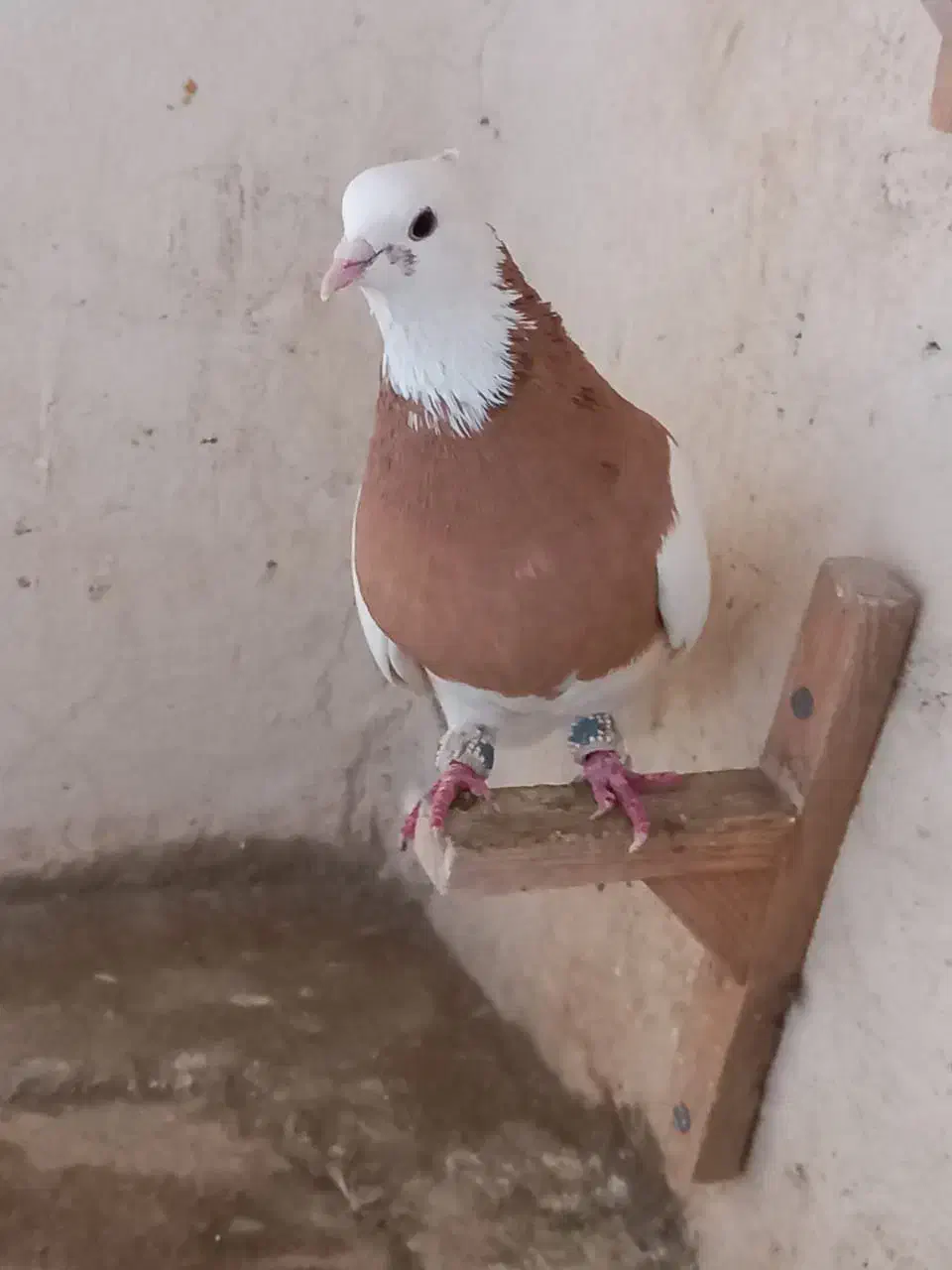 طوقی|پرنده|شیراز, کوشک میدان|دیوار