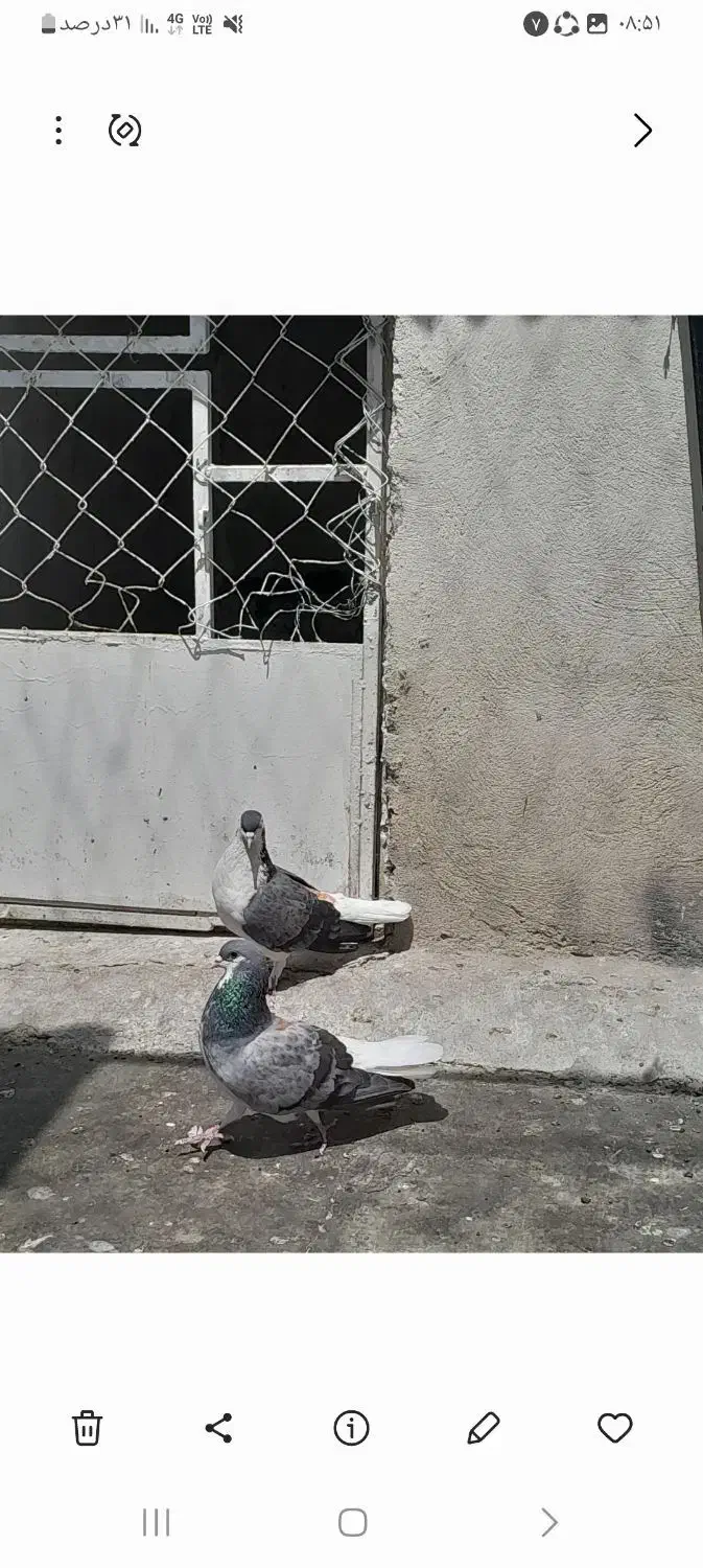 کفتر|پرنده|فردیس, سرحدی|دیوار