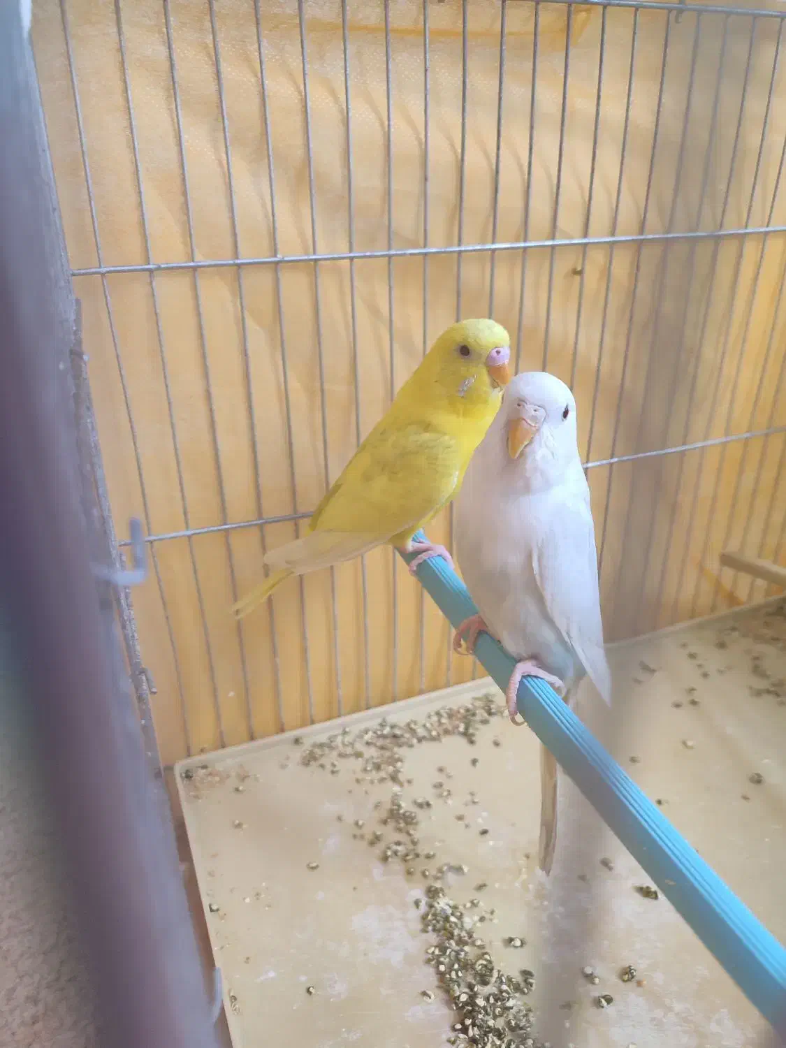 یک جفت مرغ عشق خشگل و سالم|پرنده|فولادشهر, فولادشهر|دیوار