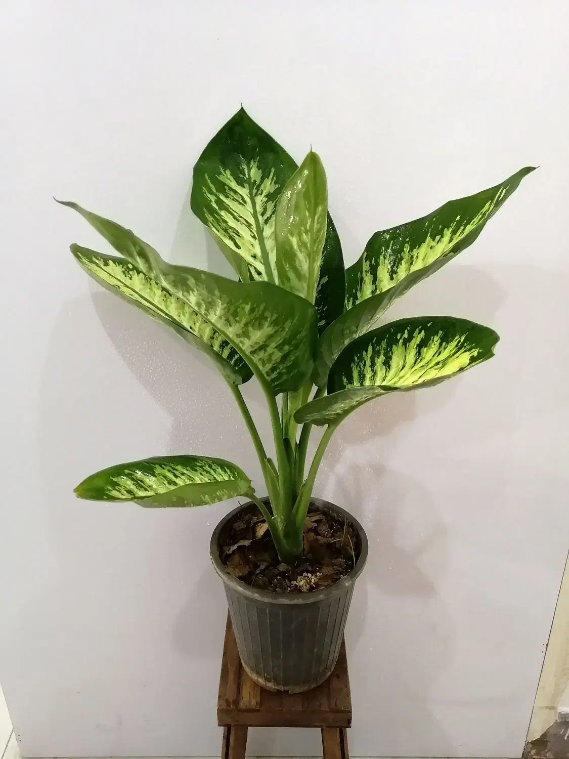 گل های مناسب آپارتمانی|گل و گیاه طبیعی|صدرا-فارس, فاز ۱|دیوار