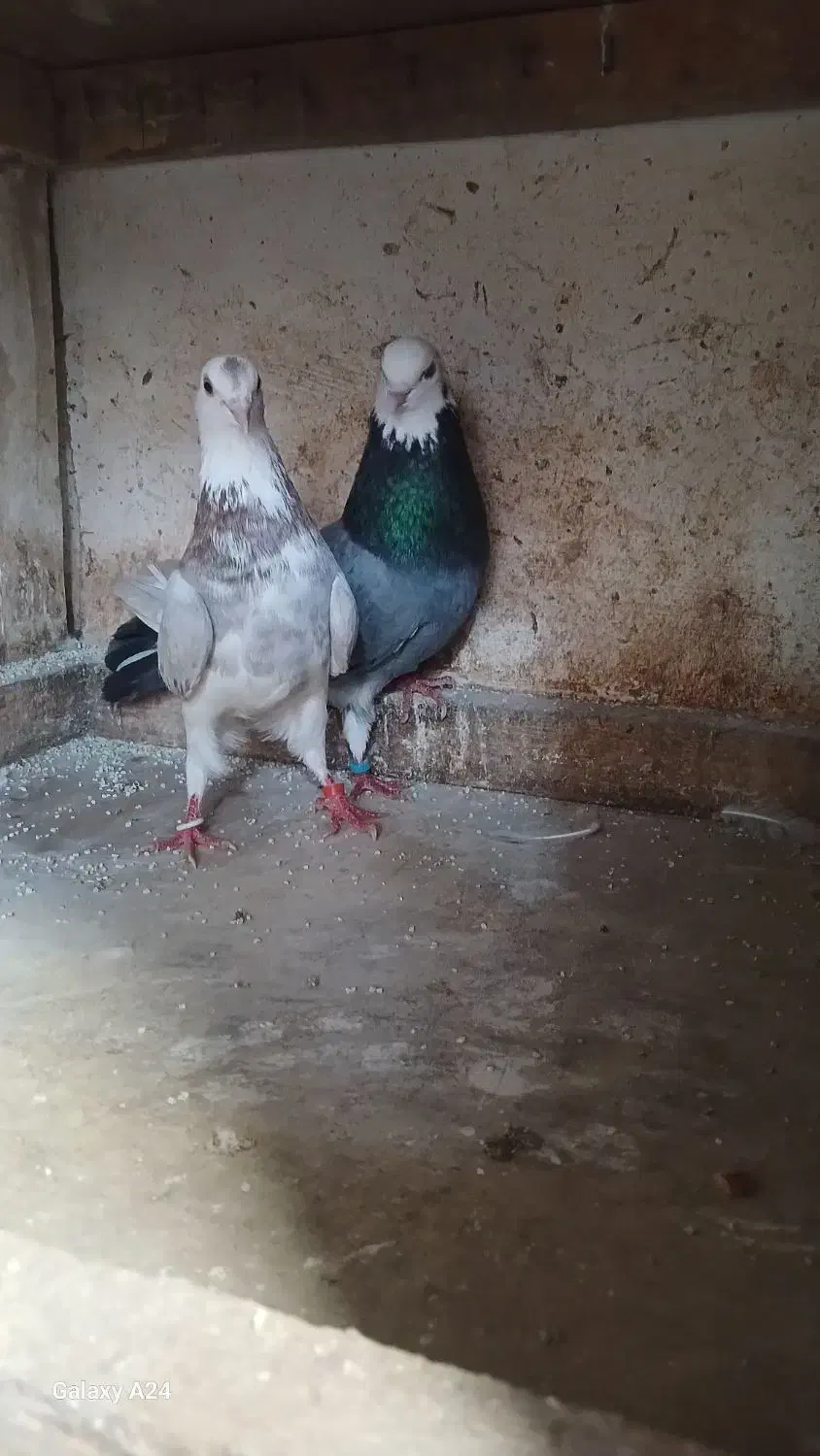 کبوتر|پرنده|رشت, سیا اسطلخ|دیوار