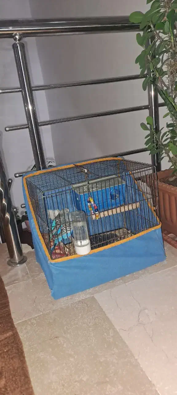 مرغ عشق|پرنده|اردبیل, |دیوار