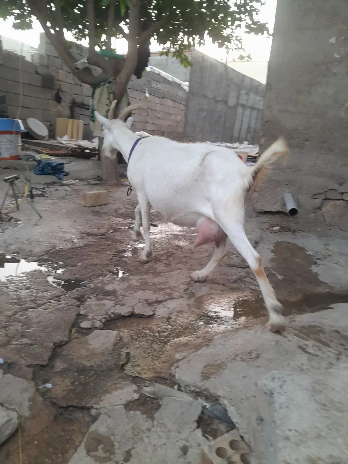 بز سانن شیری|حیوانات مزرعه|ماهنشان, |دیوار