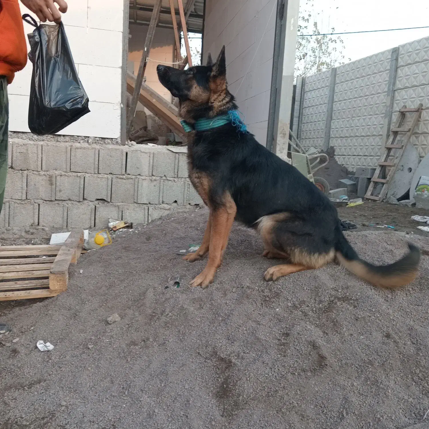 سگ گرگی ژرمن۱۳ ماهه نر جهت معاوضه|سگ|بندر انزلی, پیل علی باغ|دیوار