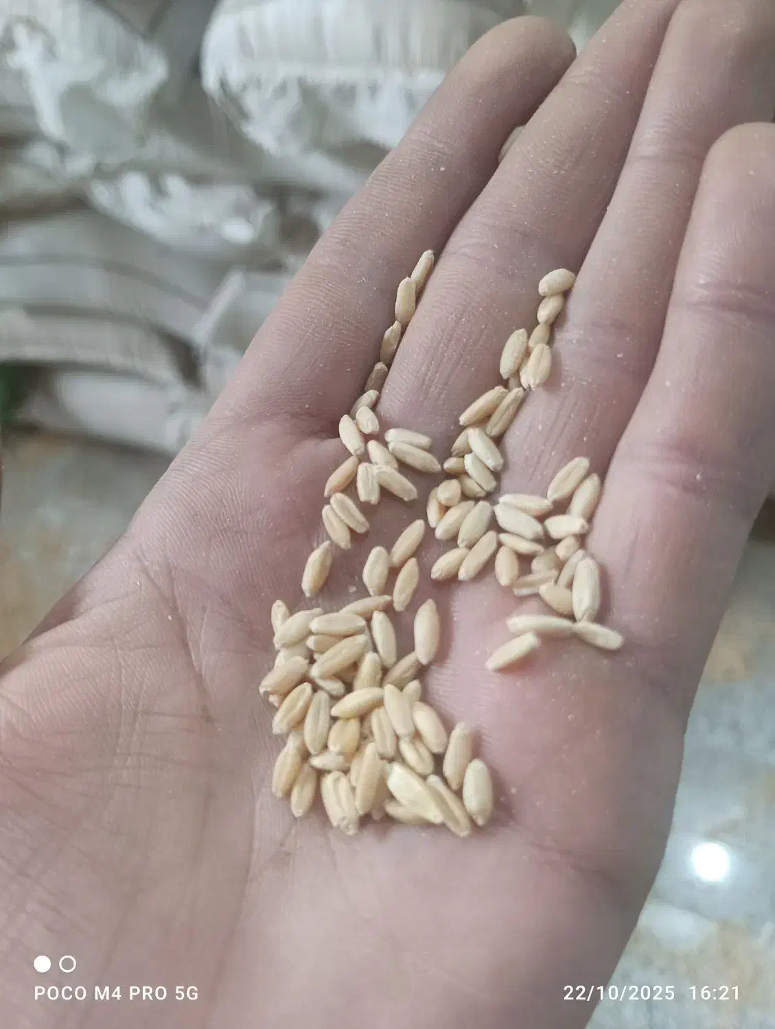 پخش خوراک دام و طیوربه صورت عمده|حیوانات مزرعه|خرمآباد (تنکابن), |دیوار