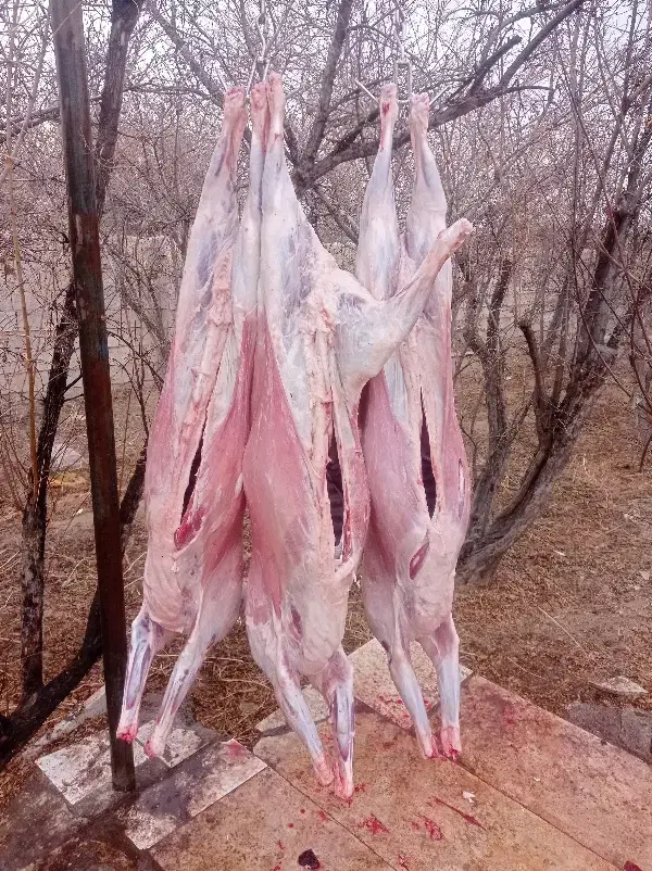 ذبح شرعی دام بره گوساله وشترمرغ|خدمات پذیرایی، مراسم|نجف‌آباد, امام خمینی|دیوار