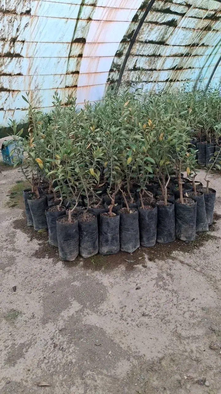 عرضـه نهـال گردوبـادام و...|خدمات باغبانی و درختکاری|رشت, لاکان|دیوار